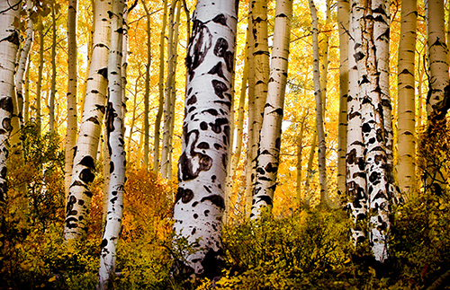 "Morning has Broken" Photography, Various Sizes by artist Dennis Sabo. See his portfolio by visiting www.ArtsyShark.com