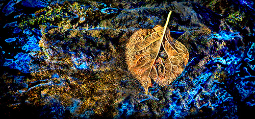 "Wishing Leaf" Photography, Various Sizes by artist Dennis Sabo. See his portfolio by visiting www.ArtsyShark.com