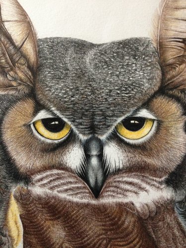 "Two Hoot Owls" Graphite Pencil, Detail by artist Eleanor Goudreau. See her portfolio by visiting www.ArtsyShark.com