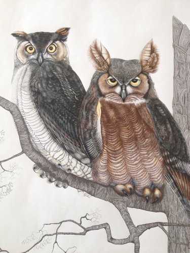 "Two Hoot Owls" Graphite Pencil, 35" x 40" by artist Eleanor Goudreau. See her portfolio by visiting www.ArtsyShark.com