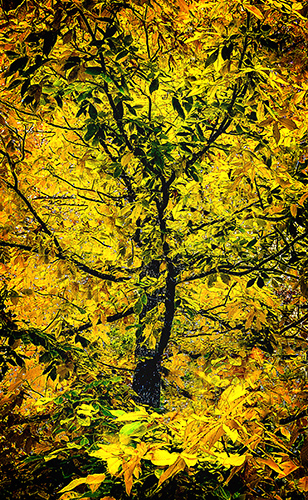 Fine art photography fall colors by Dennis Sabo