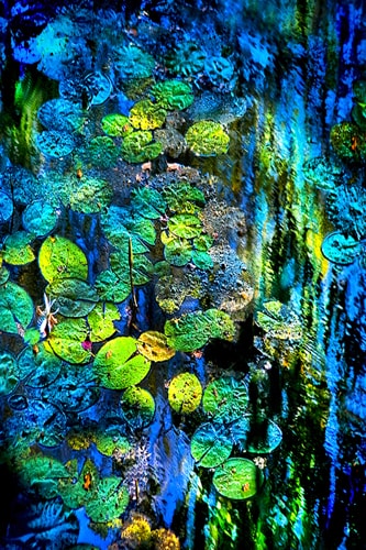 abstract impressionistic photograph of water lilies by Dennis Sabo