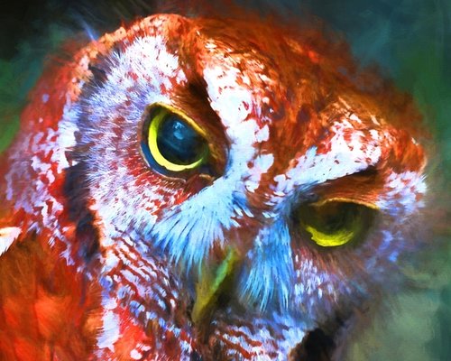 dbJR - "Red Owl" Photography, Various Sizes