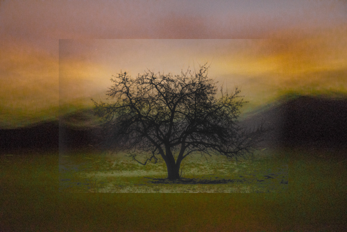 “Firefly Tree” (Trees Revered series) Digital Photograph on Brushed Aluminum, Archival Paper or White Aluminum, 3 Limited Edition Sizes by artist Christopher Kennedy. See his portfolio by visiting www.ArtsyShark.com