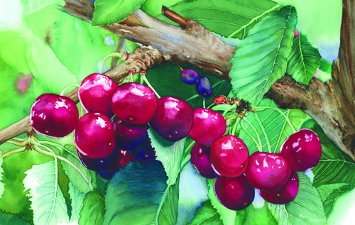 “Chubby Cherries” Watercolor, 17” x 10” by artist Nicki Isaacson. See her portfolio by visiting www.ArtsyShark.com