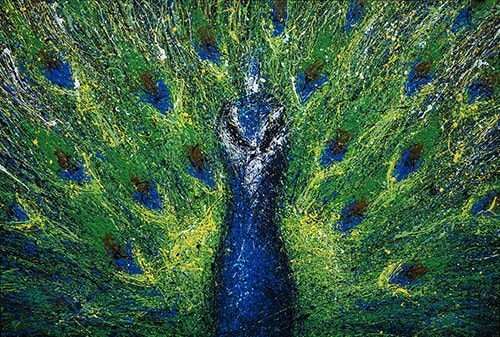 "Peacock" Acrylic, 36" x 24" by artist Billy Tackett. See his portfolio by visiting www.ArtsyShark.com
