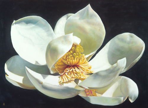 "Magnolia Majesty" Oil on Canvas, 110cm x 79cm by artist Anne-Marie Zanetti. See her portfolio by visiting www.ArtsyShark.com