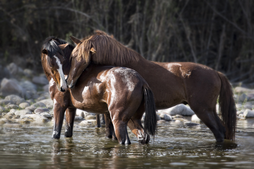 “Salt River Stallions” Digital Photography, Various Sizes by artist Tori Gagne. See her portfolio by visiting www.ArtsyShark.com