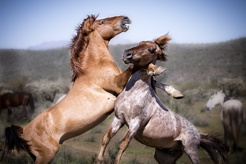 “Salt River Warriors” Digital Photography, Various Sizes by artist Tori Gagne. See her portfolio by visiting www.ArtsyShark.com