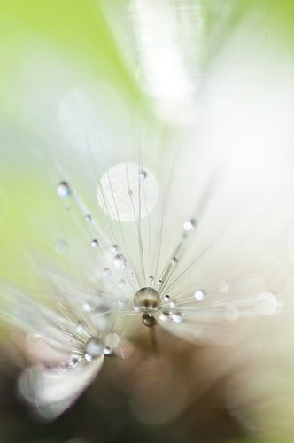 “Quantum Reality” (from Dandelions series) Digital Photograph, Various Sizes by artist Eva Polak. See her portfolio by visiting www.ArtsyShark.com