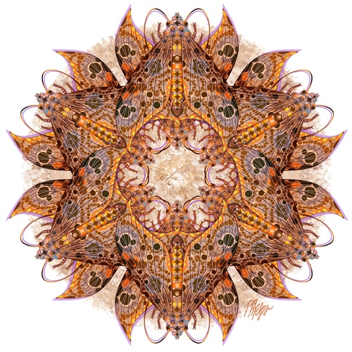 “12 Sphinx Moths in a Mandala Mashup” Pen and Ink and Digital Color, 24” x 24”by artist Tim Phelps. See his portfolio by visiting www.ArtsyShark.com