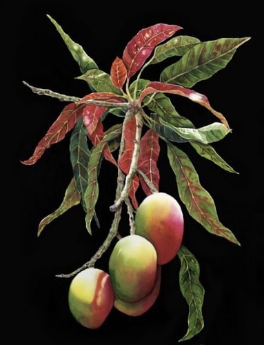 "Garden of Moonlit Mangos" Water Color, 22” x 30”by artist Colleen Nash Becht. See her portfolio by visiting www.ArtsyShark.com 