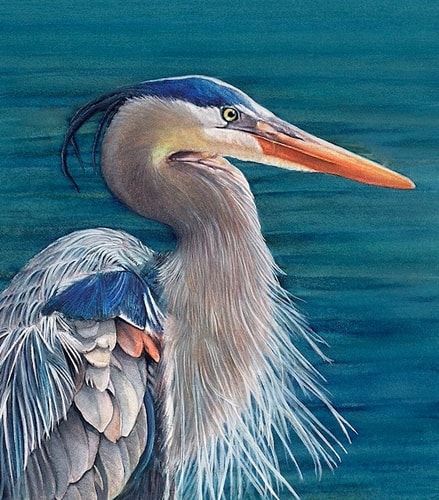 "Great Blue Heron" Water Color, 16” x 22”by artist Colleen Nash Becht. See her portfolio by visiting www.ArtsyShark.com 