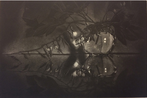 “Fruits of Love” Mezzotint, 20” x 12” by artist Jayne Reid Jackson. See her portfolio by visiting www.ArtsyShark.com