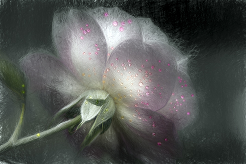 “Misty Petals” Photography, Various Sizes by artist F. M. Kearney. See his portfolio by visiting www.ArtsyShark.com