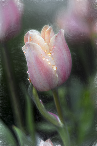“When Tulips Cry” Photography, Various Sizes by artist F. M. Kearney. See his portfolio by visiting www.ArtsyShark.com