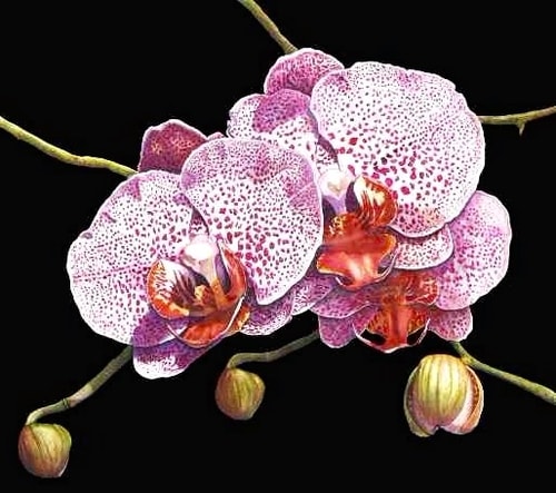 “Wild Orchid" Water Color, 18” x 15” by artist Colleen Nash Becht. See her portfolio by visiting www.ArtsyShark.com