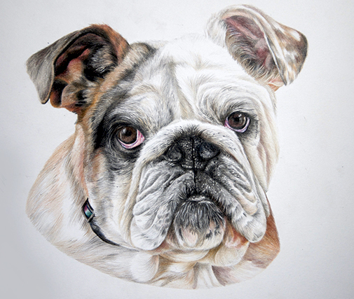 Bulldog portrait by Jeannette Sirois. See her portfolio by visiting www.ArtsyShark.com