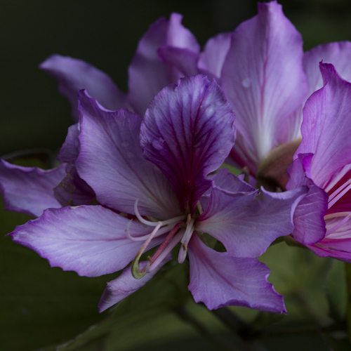 “Hong Kong Orchid” Photography, Various Sizes by artist Roberta London. See her portfolio by visiting www.ArtsyShark.com