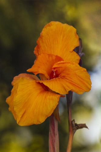“Saffron Canna” Photography, Various Sizes by artist Roberta London. See her portfolio by visiting www.ArtsyShark.com