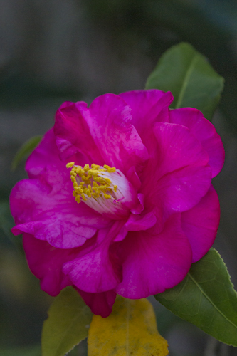 “Camellia” Photography, Various Sizes by artist Roberta London. See her portfolio by visiting www.ArtsyShark.com