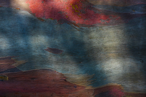 “Rainbow Gum Tree Abstract #1” Photography, Various Sizes by artist Roberta London. See her portfolio by visiting www.ArtsyShark.com