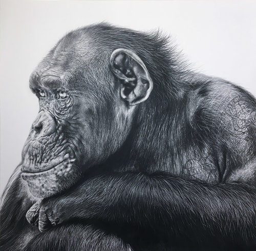 "Ken" Pencil on Bristol Board, 65cm x 65cm by artist Carla Grace. See her portfolio by visiting www.ArtsyShark.com