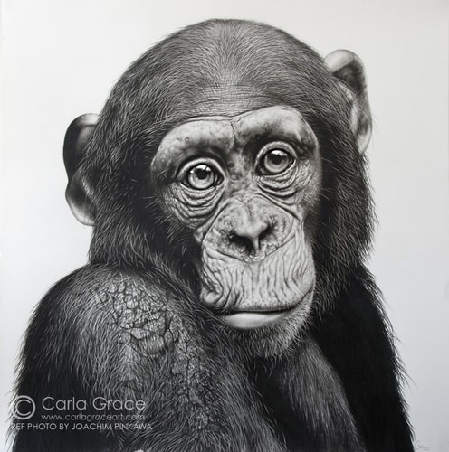 "Lucy" Pencil on Bristol Board, 65cm x 65cm by artist Carla Grace. See her portfolio by visiting www.ArtsyShark.com