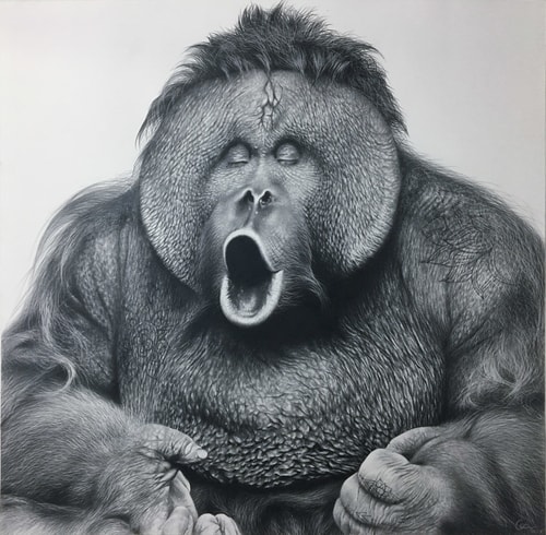 "Marly" Pencil on Bristol Board, 65cm x 65cm by artist Carla Grace. See her portfolio by visiting www.ArtsyShark.com