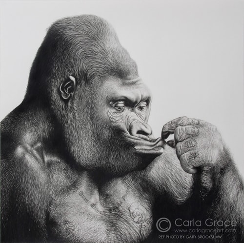 "Max" Pencil on Bristol Board, 65cm x 65cm by artist Carla Grace. See her portfolio by visiting www.ArtsyShark.com