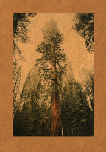 "Sequoia" from the "Songs of Absolution" series by Lawrence and Kuhlmann. Read about these artists at www.ArtsyShark.com