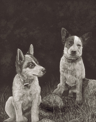 "Cattle Dogs" Scratchboard, 11" x 14" by artist Paul Hopman. See his portfolio by visiting www.ArtsyShark.com
