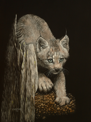 "Curious" Scratchboard, 11" x 14" by artist Paul Hopman. See his portfolio by visiting www.ArtsyShark.com