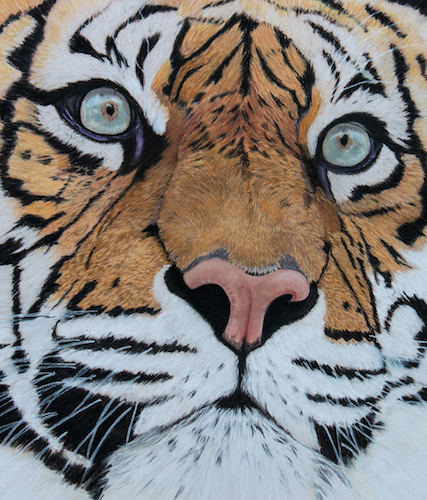 "The Sumatran Tiger" Pastel, 47cm x 52cm by Judith MacKay. See her portfolio by visiting www.ArtsyShark.com