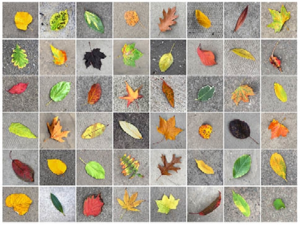 “London Leaves” Photography, Limited Edition Print on DaVinci Archival White Cotton Rag Paper, 120cm x 90cmby artist Richard Dennison. See his portfolio by visiting www.ArtsyShark.com 