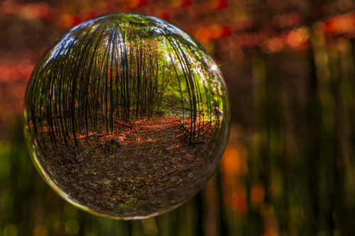 "Crystal Bamboo Forest" Photography, Various Sizes by artist Jake Waxelbaum. See his portfolio by visiting www.ArtsyShark.com