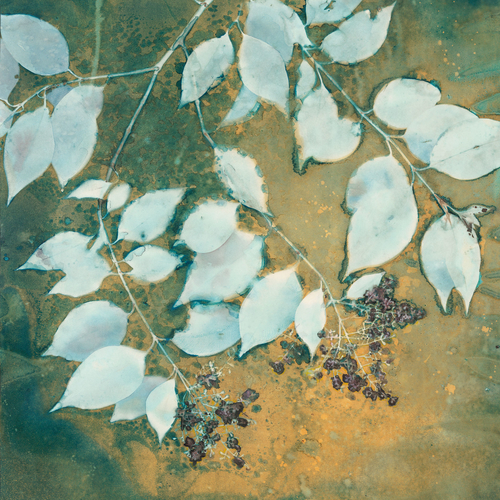 "A Sky of Honey" Cyanotype, Watercolor and Colored Pencil, 20" x 20" by artist Linda Clark Johnson. See her portfolio by visiting www.ArtsyShark.com