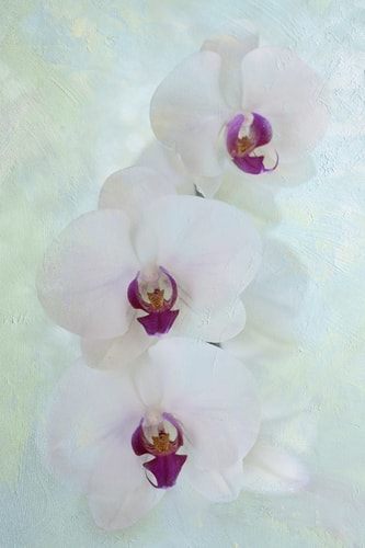 "Blue Ice Orchids" Photographic Print on Archival Canvas, 30" x 45" by artist Kathleen Hall. See her portfolio by visiting www.ArtsyShark.com