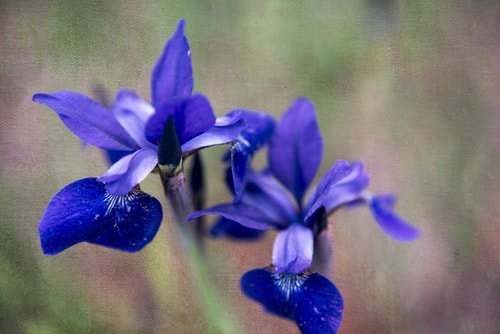 "Blue Iris #2" Photographic Print on Archival Canvas, 45" x 30" by artist Kathleen Hall. See her portfolio by visiting www.ArtsyShark.com