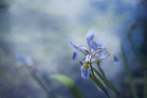 "Blue Iris on Pond" Photographic Print on Archival Canvas, 45" x 30" by artist Kathleen Hall. See her portfolio by visiting www.ArtsyShark.com