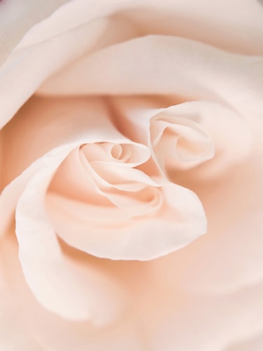 "Buttercream Frosting Rose" Photographic Print on Archival Canvas, 30" x 45" by artist Kathleen Hall. See her portfolio by visiting www.ArtsyShark.com