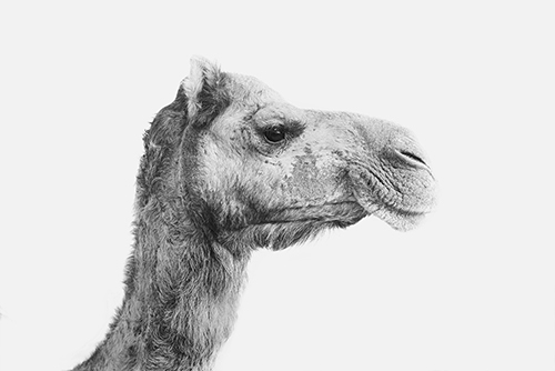 "Camel" Photography, Various Sizes by artist Astrid Harrisson. See her portfolio by visiting www.ArtsyShark.com