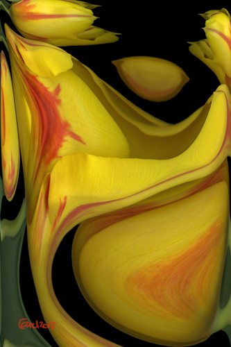 "Yellow and Orange Tulips" Photography on Canvas, 30" x 45" by artist Carel Schmidlkofer. See her portfolio by visiting www.ArtsyShark.com
