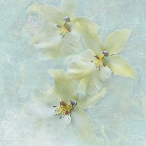 "Floating Yellow Orchid" Photographic Print on Archival Canvas, 30" x 30" by artist Kathleen Hall. See her portfolio by visiting www.ArtsyShark.com