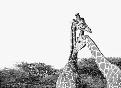 "Giraffe" Photography, Various Sizes by artist Astrid Harrisson. See her portfolio by visiting www.ArtsyShark.com