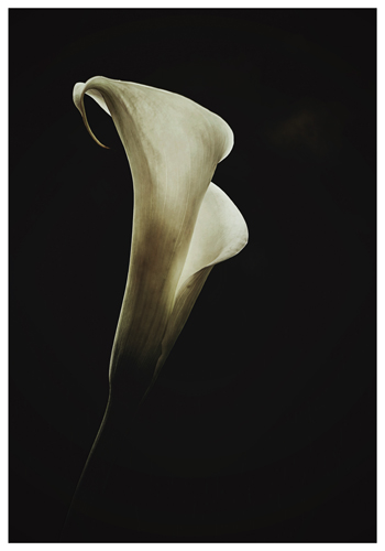 "Melina" Photography, Various Sizes by artist Marina de Wit. See her portfolio by visiting www.ArtsyShark.com