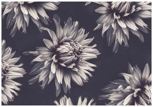 "Monochrome - Dahlias" Photography, Various Sizes by artist Marina de Wit. See her portfolio by visiting www.ArtsyShark.com