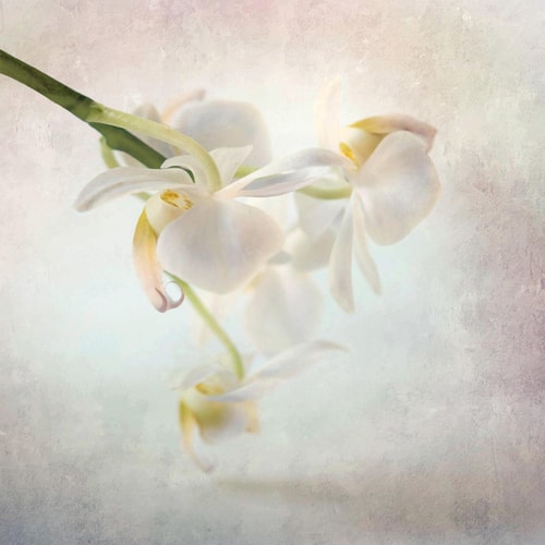 "Orchid #5" Photographic Print on Archival Canvas, 30" x 30" by artist Kathleen Hall. See her portfolio by visiting www.ArtsyShark.com