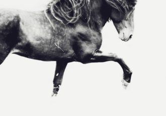"Sindri" Photography, Various Sizes by artist Astrid Harrisson. See her portfolio by visiting www.ArtsyShark.com