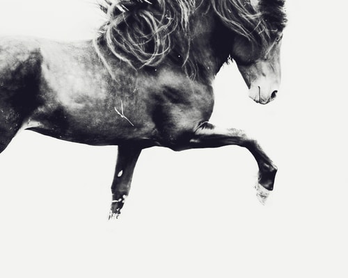 "Sindri" Photography, Various Sizes by artist Astrid Harrisson. See her portfolio by visiting www.ArtsyShark.com
